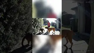 A well-mannered dog protected his young master from a wild monkey