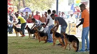 All India Championship Dog show  in Bengaluru