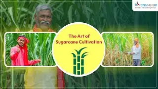 Ep 2: The Art of Sugar of Sugar Cultivation | ChiniMandi's Video Series.