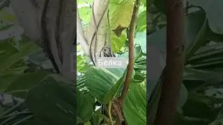 Пальмовая белка затаилась #шриланка