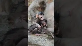 Ah funny adorable cute baby monkey  Paris hugging little Jagger heavy #baby #monkey #shorts #viral