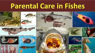 Parental Care in Fishes | Parental Care in Pisces | Methods of Parental Care | Mermaid’s Purse