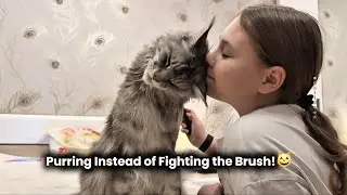 Purring Instead of Fighting the Brush😸