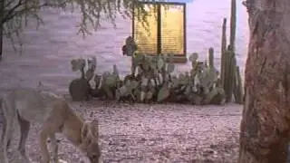 Coyote Peeing in Drinking Water