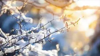 Animal Factor Soundtrack - Snow Falls Down n&rsquo; Leaves Hit The Ground