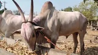 terabandi ettugalu||ಶ್ರೀ ತಿಮ್ಮಣ್ಣ ಪವಾರ ಅವರ ಎತ್ತುಗಳು,ನಲ್ಲಾನಟ್ಟಿ #khilari #bulls #terebhandi