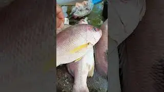 🔴 Ikan Laut - Ikan Kakap Merah Tompel ⁉️ #awb999 #ikanlaut #KakapMerahTompel