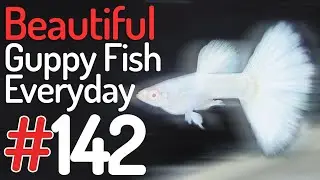 Guppy Channel - Beautiful Guppy Fish Everyday 142