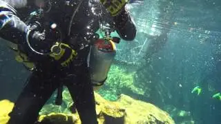 Chaak Mol cave Dive in a cenote