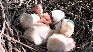 A baby falcon bird is hatching from an egg @birdswithme107