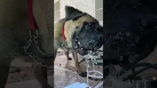 Bowserthemastiff88 #dogpersonality #dogtraining #petfamily #petowner #petlove #familypets #dog