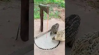 Create Quail Trap - Amazing Bird Trap #shorts #subscribe #youtubeshorts