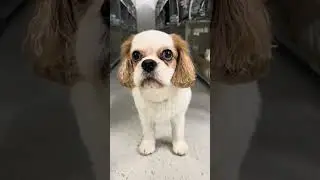 Czy psom w og&oacute;le można odmawiać?🤔🐶 #kolderka #cavalier #lullalove #kocyk
