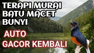 terapi murai batu macet bunyi plus pemasteran