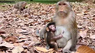 Adorable monkey, A very strong baby monkey Rey, Samnnang kh D68