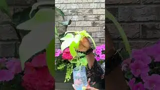 Did you know you can propagate sweet potato vines right at home?