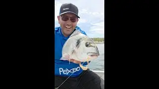 P&ecirc;che de la daurade royale &agrave; la crevette bouquet surgel&eacute;es