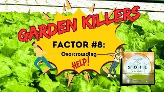 Why Your Garden Is Struggling: Overcrowding Explained! #OrganicGardening