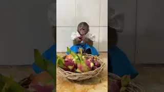 Obedient Baby Monkey