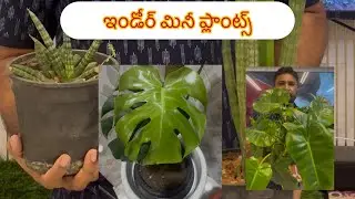#Indoor plants dwarf variety #plants #indoorplants#outdoors #dwarfplanet #nature #flowers#decoration