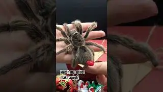 This tarantula is making a web! Spider webs are 5x stronger than steel #tarantula #spider #spiderweb