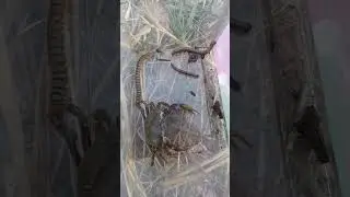 three kind of insects #wildlife #insects #amazinganimals