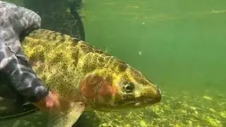 How Photosynthesis Powers Ocean Life: A Deep Dive