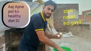 Aaj Apne pet ko healthy diet Di