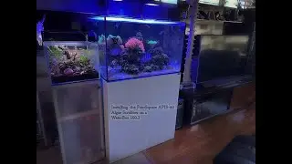 Four Square Aquatics, APIS-60 install in Waterbed 100.3