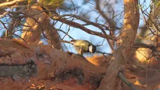 Leitz Wetzlar (Leica) 400mm f/6.8 Telyt-R video test: Great tit (Parus major) in slow-motion.