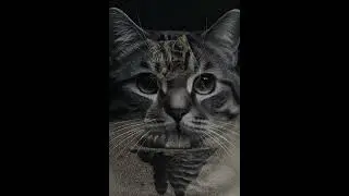 It looked at you like it already knew 30 #cat #philosophy