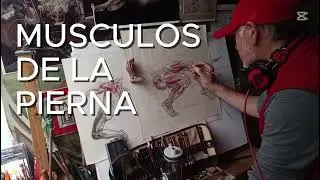 MUSCULOS PIERNAS
