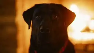 Do you Hang a Stocking for your Dog?