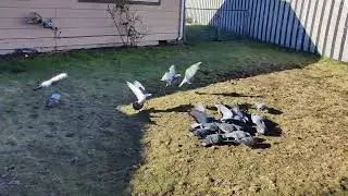 pigeons apparently love Nancy's yogurt!  #pigeon #bird #nature