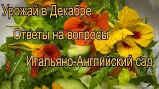Vlog 341 -Урожай в Декабре.Ответы на вопросы и прекрасное Амальфи