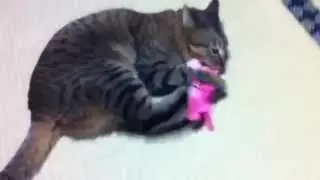 【KITTEN】必殺のネコキック(⌒▽⌒)