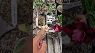 Adenium Original tanam dari biji ,tumpuk tiga , cocok untuk dipajang dinteras rumahmu #tanamanhias