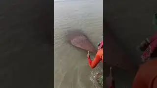 Amazing net Fishing Video #amazingfishing #nature1 #fishing #foryou #youtubeshorts #vrilshorts