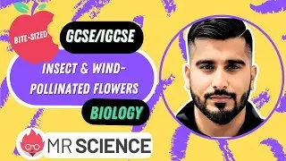 Insect & Wind-Pollinated Flowers | Bite-sized | GCSE | IGCSE Biology | Mr Science in 8K