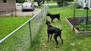 Doberman bulldog attack