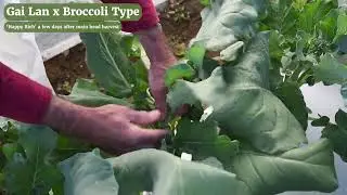 Gai Lan and Gai Lan x Broccoli: What's the Difference? | from Johnny's Selected Seeds