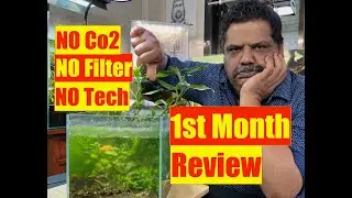 ONE Month Review How to make No Filter, No Co2, Low Tech | Natural Aquarium | Mayur Dev Aquascaper