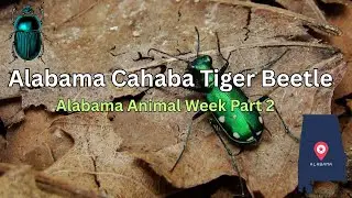 Alabama&rsquo;s Speedy Jewel: The Cahaba Tiger Beetle!