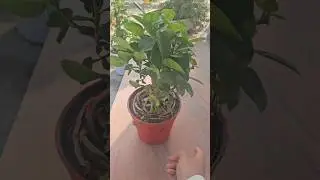 How to Care for Ficus Bonsai at Home | Perfect Indoor Plant for Beginners   #shorts #bonsai