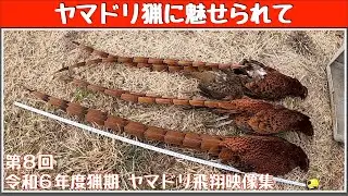 ヤマドリ猟に魅せられて 第8回 令和6年度猟期 ヤマドリの飛翔映像集(山鳥猟) Copper Pheasant hunting