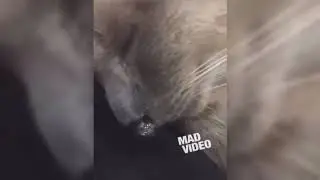 🤣😎 СМЕХ ДО СЛЕЗ | Gifs With Sound | ПРИКОЛЫ АПРЕЛЬ 2019 #11