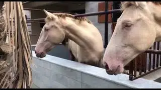 Showline Arabians Andalusian Breed horse 🐴 #andalusian #andalusianhorse #showhorse #beautifulhorse 