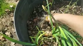 Onions left in the ground over winter