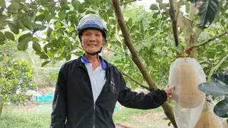 Vườn mít Indo 3 năm tuổi tại hậu Giang nhìn là mê, trái to khủng, cái kết bất ngờ.