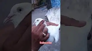 Highflying giribaz kobutor ke shorts video/giribaz pigoen #populerpigeon #pigeon #youtubeshorts
